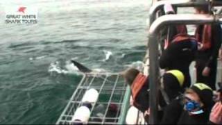 Great White Shark Tours trip 13 June 2011