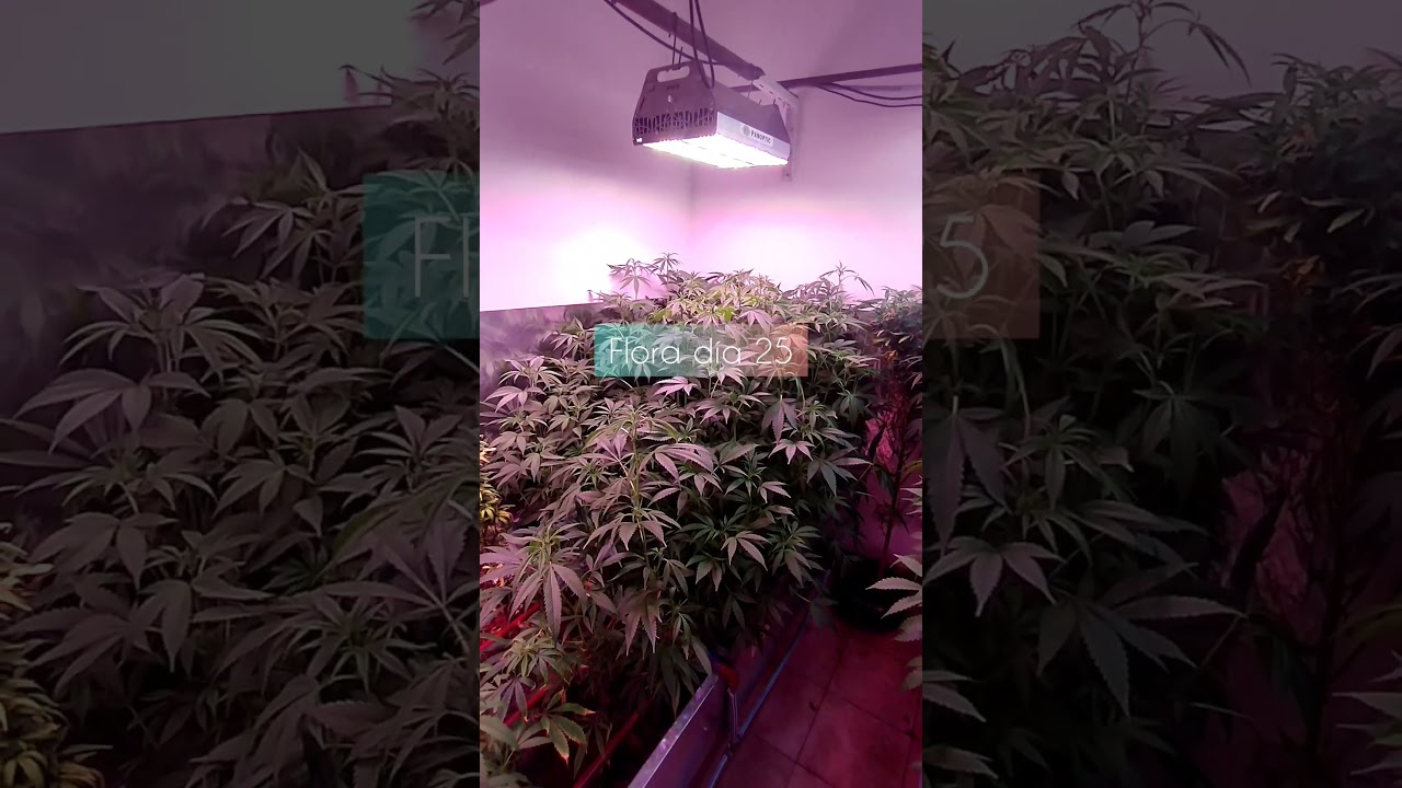 Lográ hasta 1kg con esta fórmula. Espectro Vital + nutrientes GGM