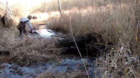 beaver trapping in the marshrat video 330 crossoverset