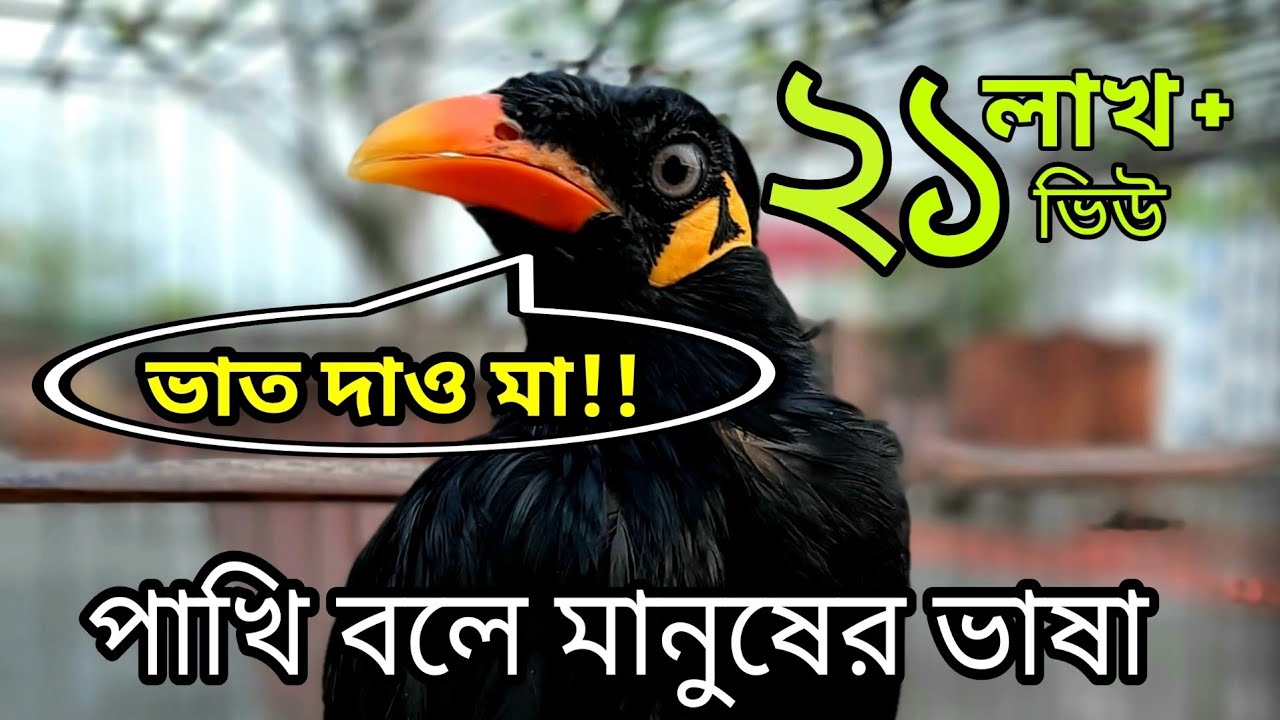     kotha bola moina pakhi Talking birds pet birds