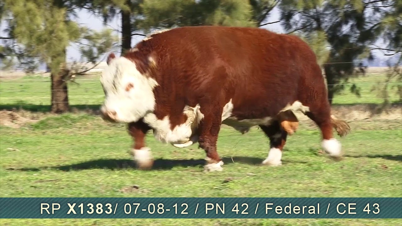 SALADILLO | GUAICOS X1383 T/E | POLLED HEREFORD