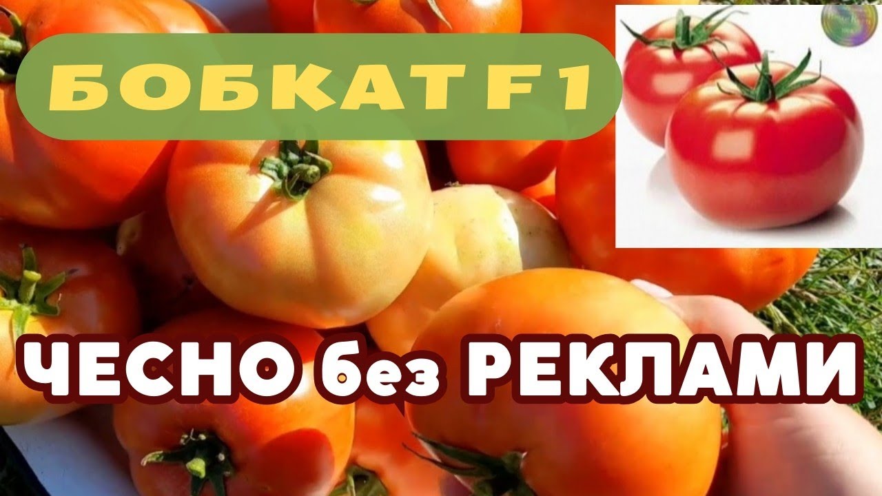 ПОСАДІТЬ і  зберете МЕГА - урожай у 40+ Надійний гібрид у спеку і дощ. #томати #помідори 