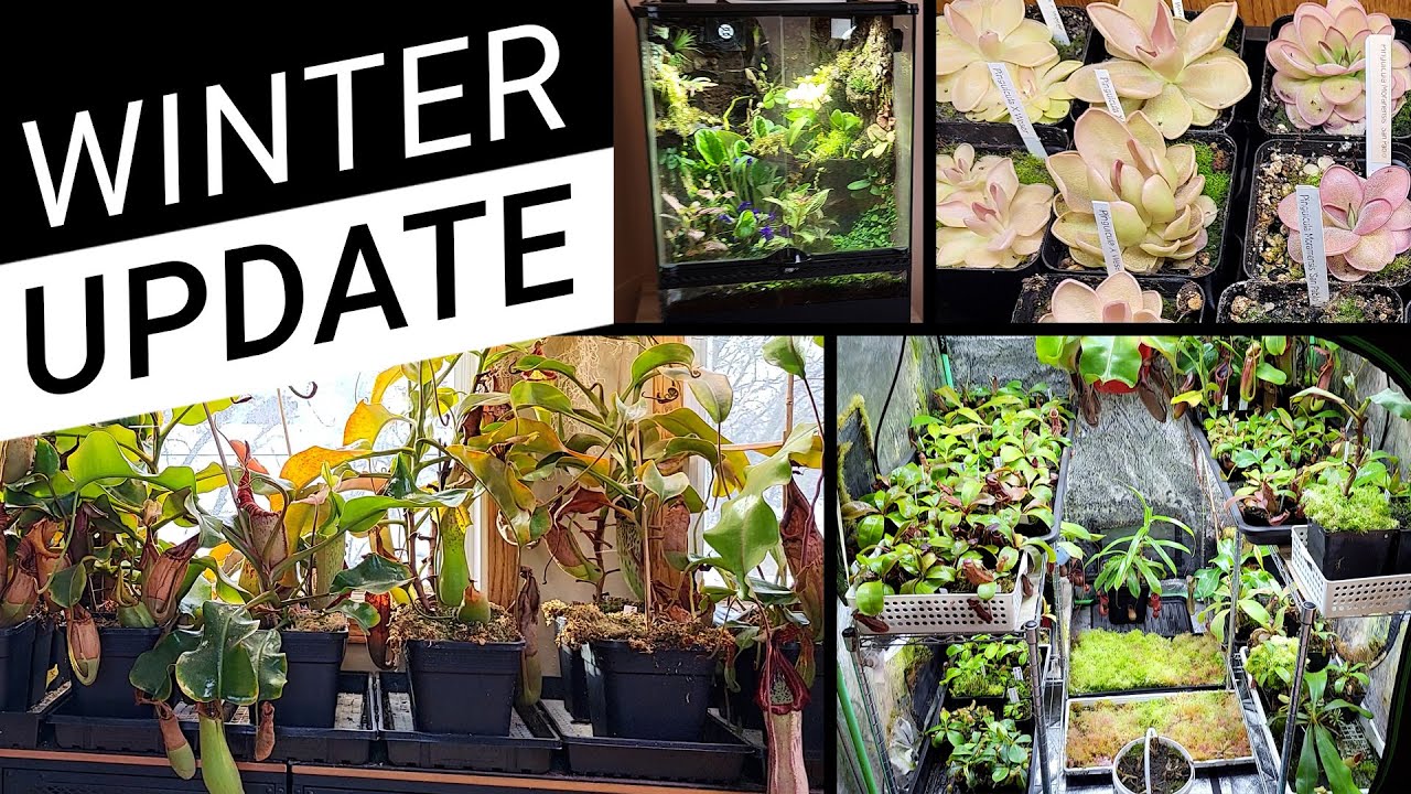 Every Carnivorous Plant I Grow (Full Tour & Update)