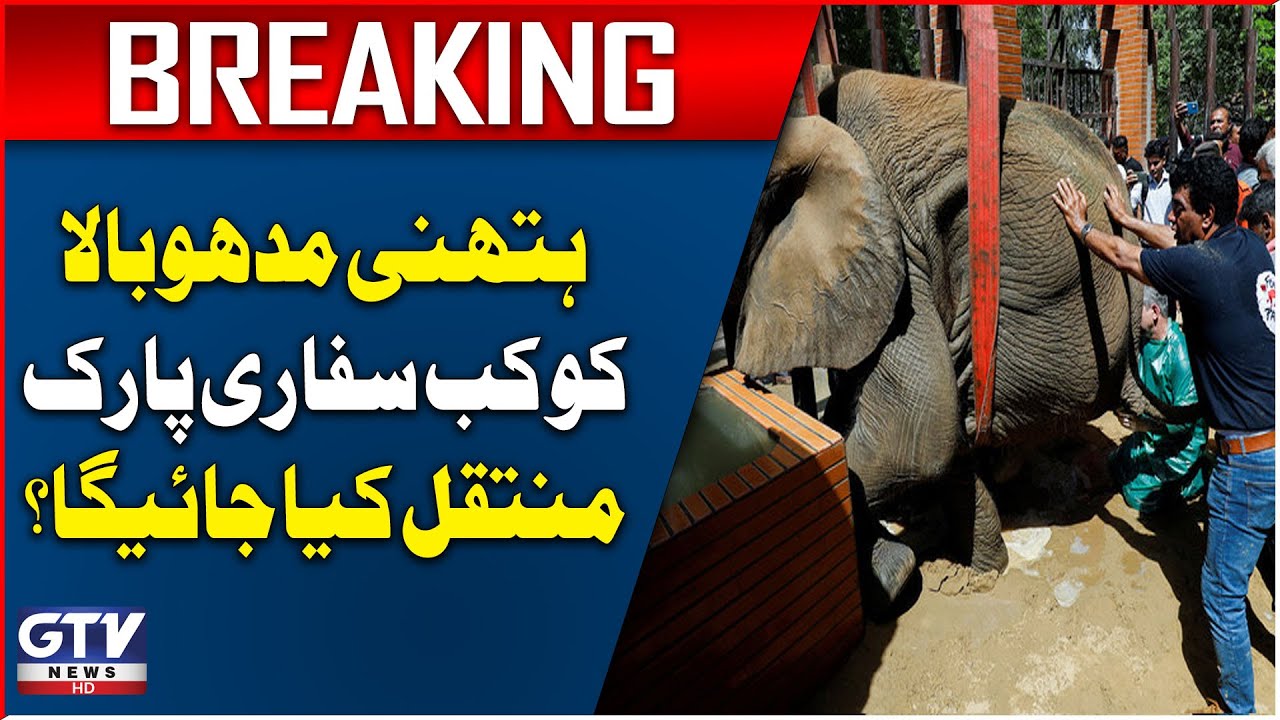 Elephant Madhubala's Safari Park Shifting | Latest Updates | Breaking News