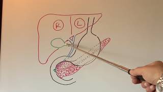 S3E1 Anatomy and function of the Gall Bladder Anatomy And Function Of Gallbladder 3d Animation Sciencebehindthings804