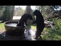 WATCH: Young black bears play in water at the Oregon Zoo
