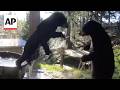 WATCH: Young black bears play in water at the Oregon Zoo