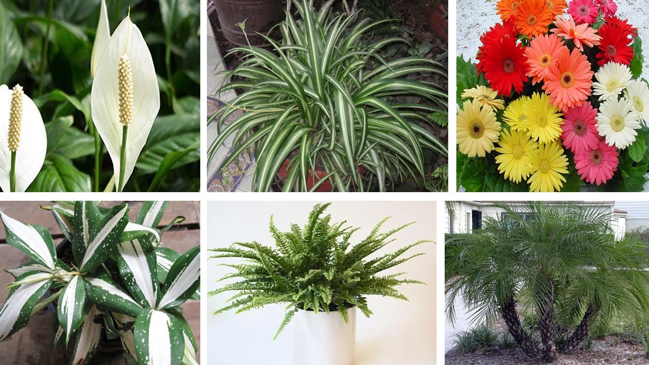 7 Best Indoor Plants That Clean The Air and Remove Toxins || These