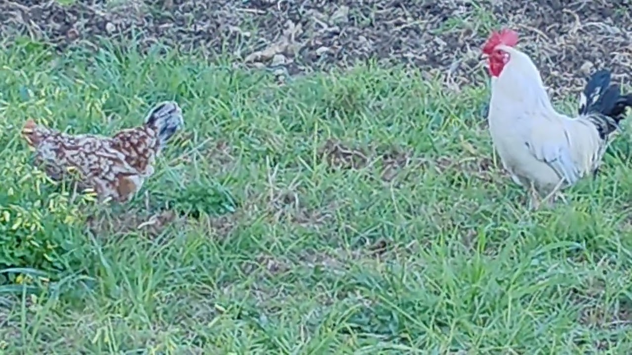 SIRACUSA TIVOLI 23/2/2026 GALLO 🐔CANTERINO GALLINA CACHI PESCHE LIMONI DA ANDREA GIONFRIDA