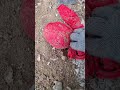 Metal Detector Treasure Hunt Gold 🥇🪙#treasurefind #treasurehunt #metaldetectingtreasurehunt