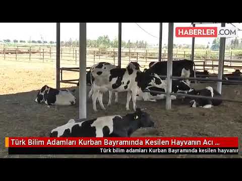 Video: Hayvanlar İçin Acı Çekmekle Eştir – Hayvanlar Acı Çeker Mi?