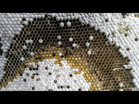 huge-yellow-jacket-nest-infestation-in-closet-ceiling-wasp-nest-removal