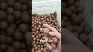 Low damage macadamia nut opening cracker machine macadamia nuts processing machine on sale