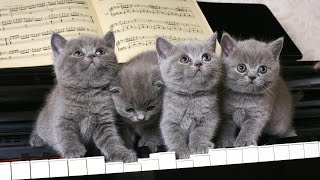 Calming Sounds for Cats with Anxiety - Music to Relieve Cats' Sleep Stress | Cats Love Music