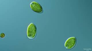 Freshwater Raphidophyte
