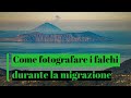Come fotografare i falchi durante la migrazione