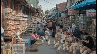 The Ultimate Vietnam Pet and Bird Market Guide