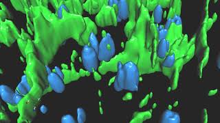 Deconvolved widefield Z-stack rendered and analyzed in Aivia by DRVision