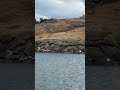 Sleeping Seals in San Juan Islands