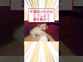 子猫拾ったけどどうしよう...誰か助けて #2ch動物スレ #猫動画 #保護猫 #猫のいる暮らし