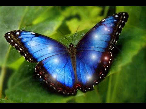 Most Beautiful Butterflies on Earth are 7 MORPHO IS ONE NEW specie of Morpho  YouTube