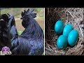 10 Extrañas Razas de Gallinas y Sus Increíbles Huevos de Colores