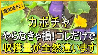 【カボチャ栽培】孫づる処理や人工授粉など収穫量アップのためにやるべきこと【有機農家直伝!無農薬で育てる家庭菜園】 26/6/13