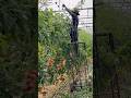 Tomato farming #farming