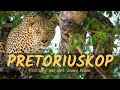 PRETORIUSKOP rest camp and game viewing review | Kruger National Park