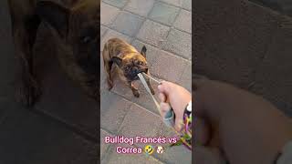 Bulldog Francés vs Correa 🤣🐶