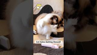 Ragdoll Cat Hates Getting Shaved! #funny #cute #funnycute #cat #shorts