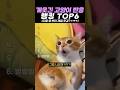 역대급 개웃긴 고양이 반응 랭킹 TOP6