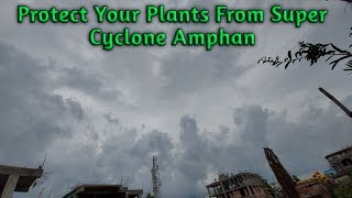 Protect your plants from Super Cyclone Amphan | সুপার সাইক্লোন আমফান এর হাত থেকে কি করে গাছ বাঁচাবেন