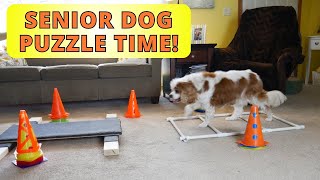 Brain Games and Fitness for Senior Cavaliers (Pt 2)Slow Down & Focus with 2-Bowl Game (Vito's Game) by Cavalier King Charles Spaniel Tips and Fun 128 views 2 months ago 3 minutes, 30 seconds