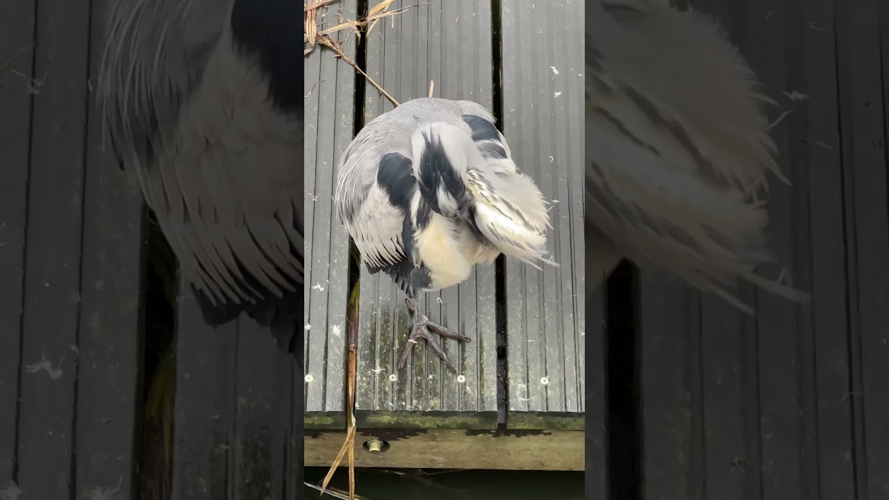 A graceful heron captured in the stillness of winter 