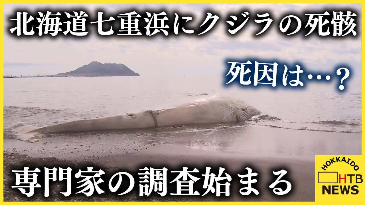 これが異常なのかどうかまだよく分からない」一体なぜ？北海道で相次ぐ