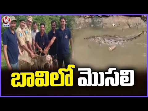Crocodile Spotted In Agriculture well At Bhupathipet | Mahabubabad | V6 News - V6NEWSTELUGU