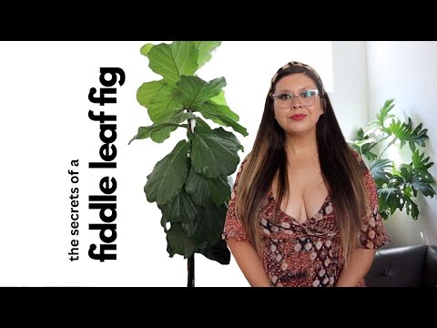 HOW WE REVIVED A FIDDLE LEAF FIG | saving a dying plant from the store w/ fish tank water