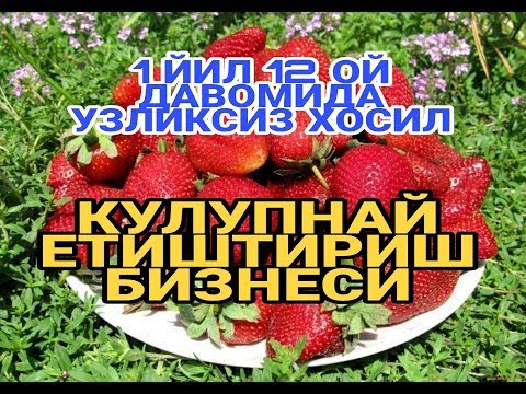 Video: Issiqxonada Butun Yil Davomida Qulupnay Etishtirish Qoidalari + Video