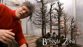 Pruning My Larch Bonsai Forest, Part 1, The Bonsai Zone, Mar 2020