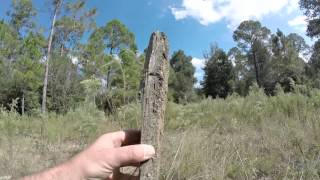 Exploring a Farmstead Site in Citrus Wildlife Management Area (Withlacoochee State Forest)