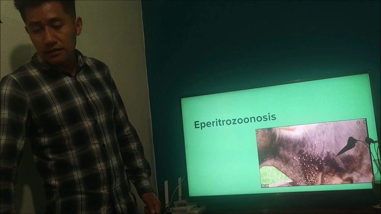 🩺🩸🩸🩸 Enfermedades hemolíticas en el bovino