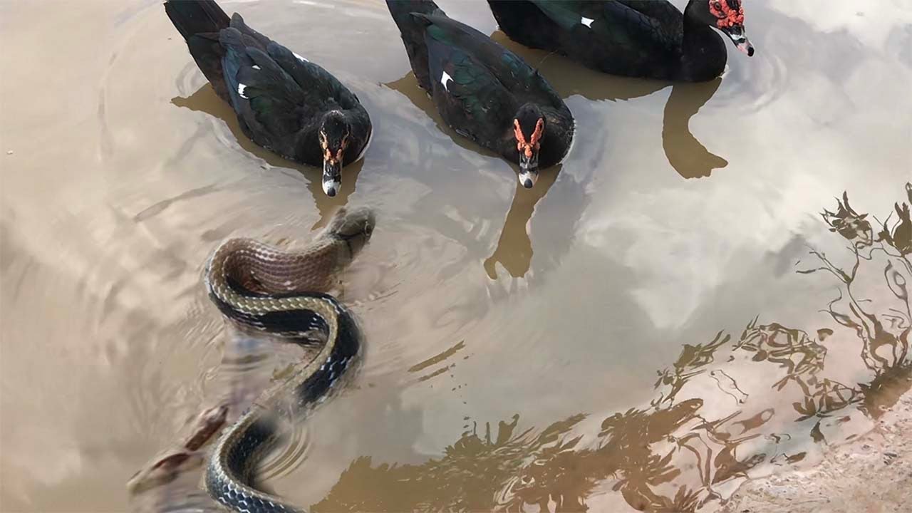 Snake And Ducks Snake Are Afraid To Kill Birds YouTube
