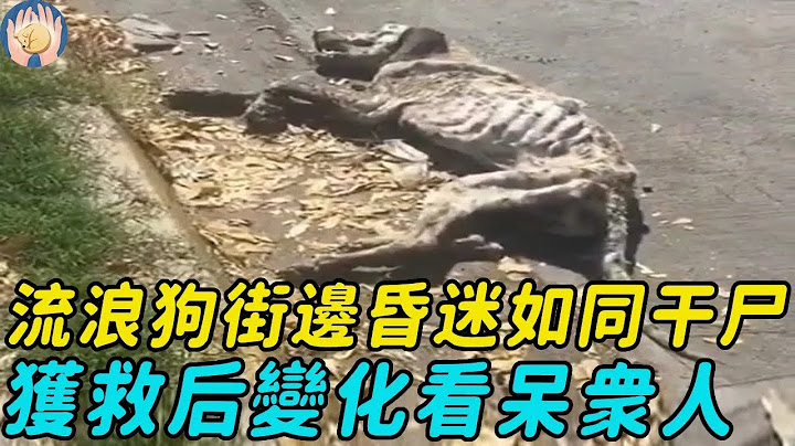 骷髏狗流浪街頭暈倒，躺在地上暴曬等死，獲救後變化令人震驚#正能量 #救助流浪狗 #救助 #狗狗 - 天天要聞
