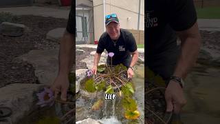 A 30,000 Pond Built In 2023