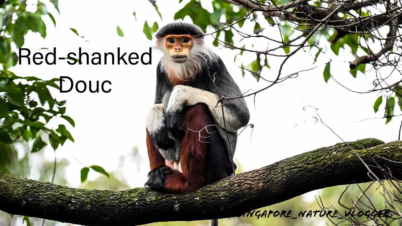 Red-shanked Douc at Bach Ma National Park