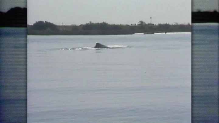 Humphrey the whale leaps into hearts of Bay Area r...