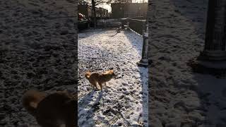 SIGN US UP FOR THE SNOW OLYMPICS! ❄️🐾 #fosterdog #adopteddog