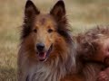 PBS Nova Nature Documentary - Extraordinary Dogs (1997)