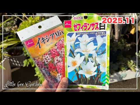 リスの球根被害を防ぐキッチンのスパイス活用法